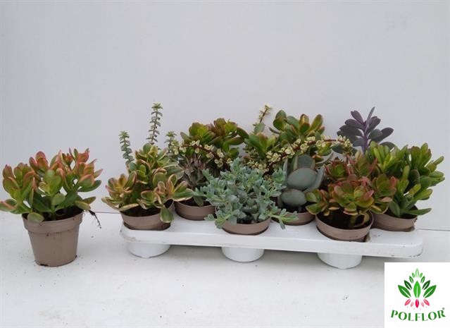 Crassula Mixed 10Ø 20cm