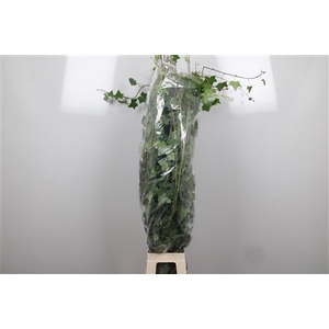 Hedera Green Per Tak