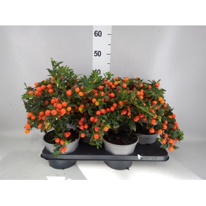 Solanum pseudocapsicum 'Bartoli'