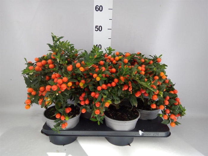 <h4>Solanum pseudocapsicum 'Bartoli'</h4>