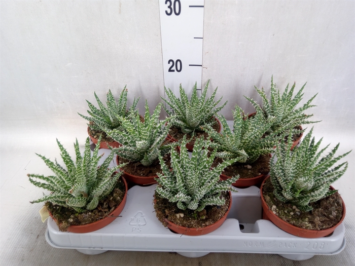 <h4>Aloe humilis</h4>