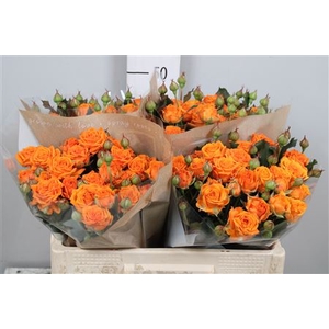 R Tr Orange Queen