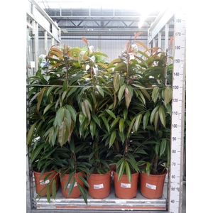 Ficus binn. 'Amstel King'