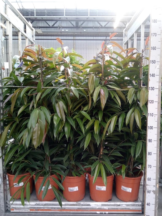 <h4>Ficus binn. 'Amstel King'</h4>