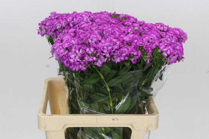 Dianthus Br Aldo Lilla Fantasia