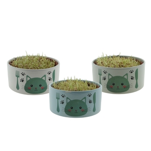 Kattenvoerbak in 3 kleuren met Triticum