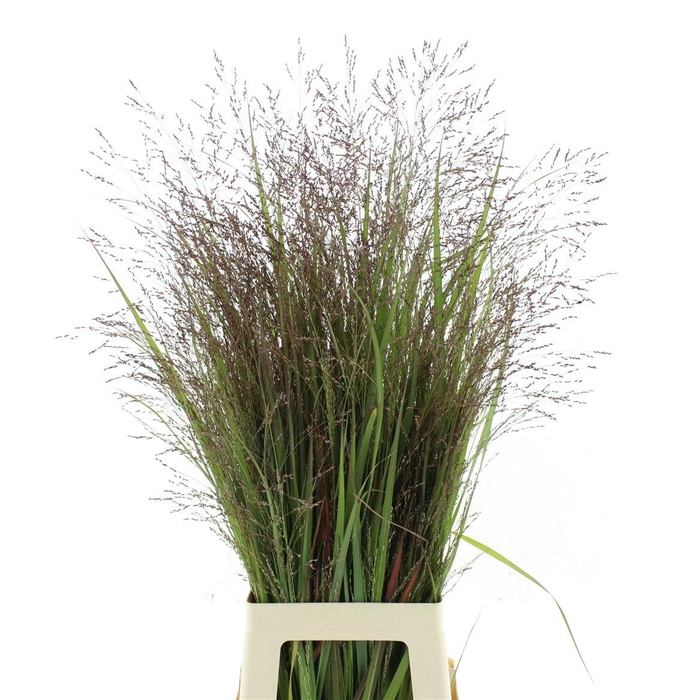 <h4>Panic Vi Warrior (2pack X75stems In Bundle)</h4>