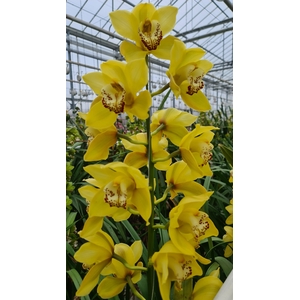 CYMB T UNIQ SUNSHINE 60CM