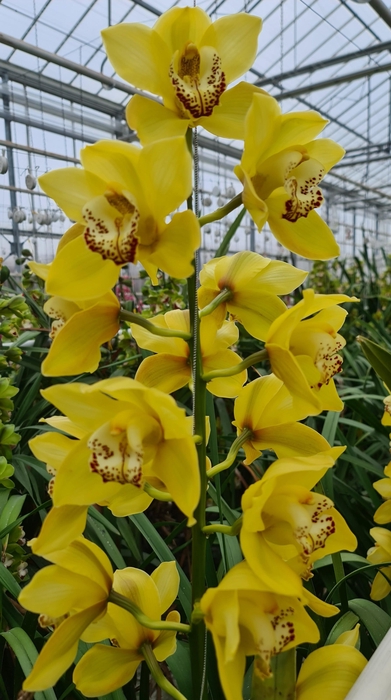 <h4>CYMB T UNIQ SUNSHINE 60CM</h4>