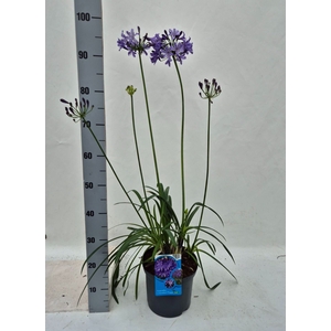 Agapanthus  'Poppin Star'