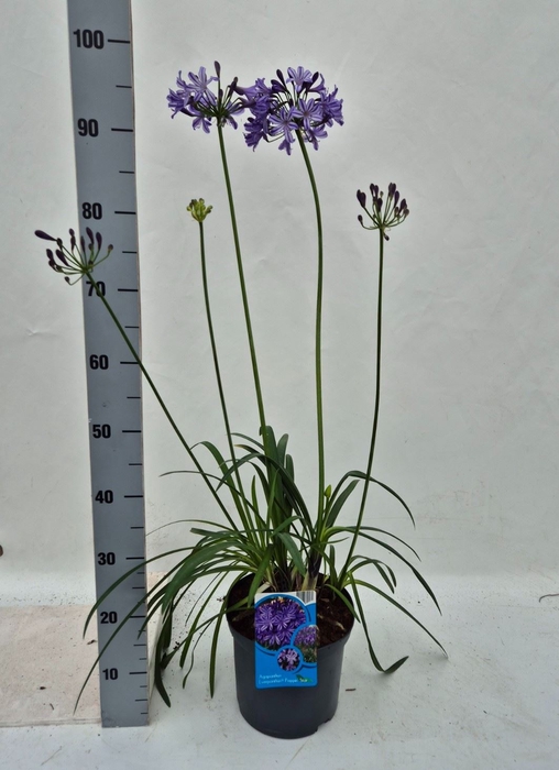 <h4>Agapanthus  'Poppin Star'</h4>