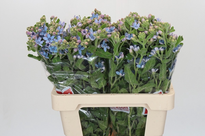 <h4>Oxypetalum Tweedia Blue</h4>