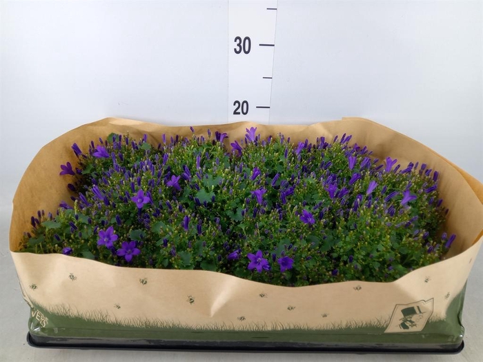 <h4>Campanula porten. 'Get Mee'</h4>