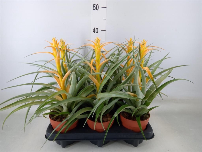 <h4>Tillandsia</h4>
