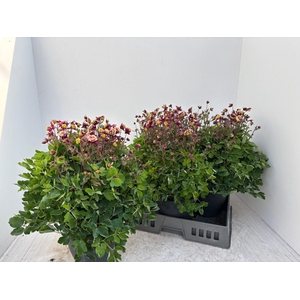 AQUIL VU WINKY RD WH