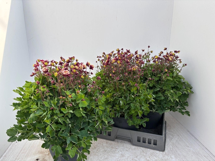 <h4>AQUIL VU WINKY RD WH</h4>