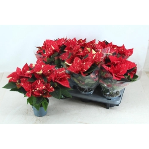 EUPHOR P SUP NEW GLI