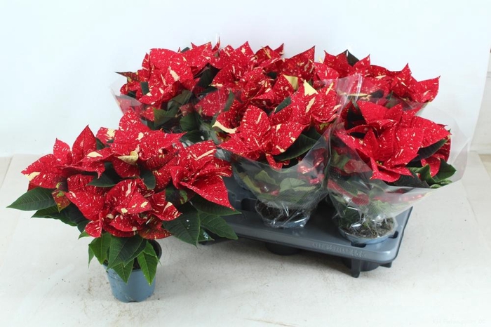 <h4>EUPHOR P SUP NEW GLI</h4>