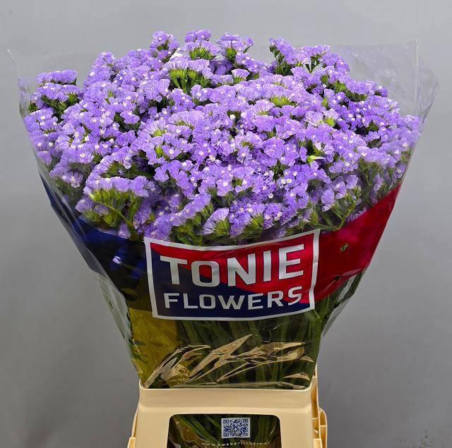 <h4>LIM S SKY WINGS</h4>