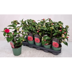 CAMELLIA JAPONICA