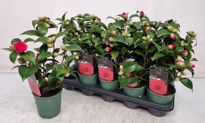 <h4>CAMELLIA JAPONICA</h4>