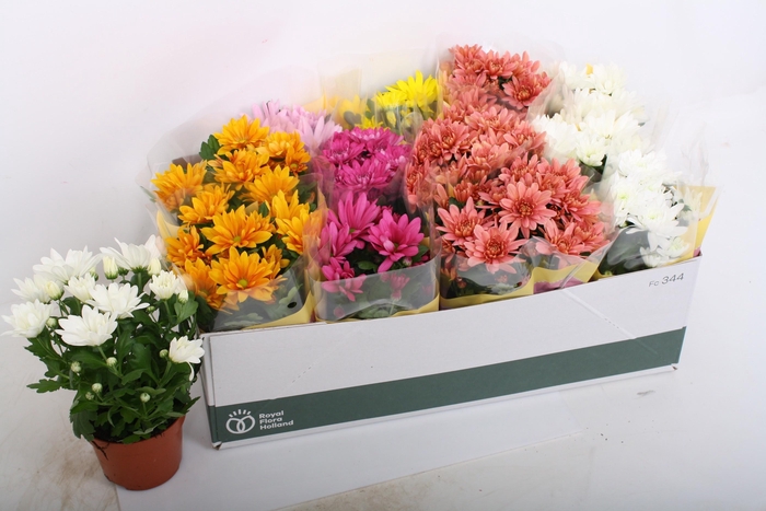 <h4>CHRYS GEM 6 KL</h4>