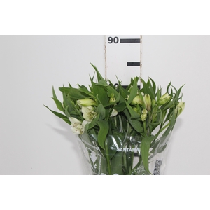 ALSTROEMERIA WHITNEY 080 CM