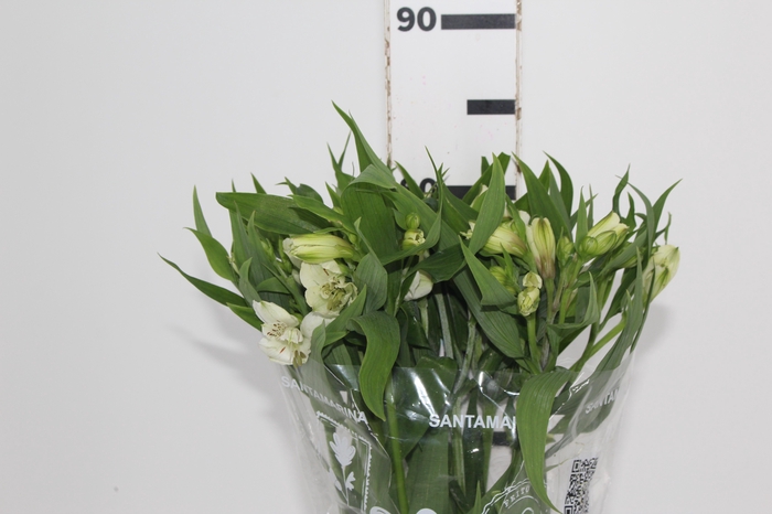 <h4>ALSTROEMERIA WHITNEY 080 CM</h4>