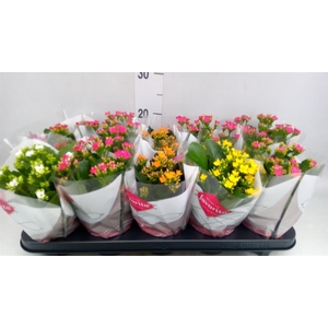 Kalanchoe blos.   ..mix 5