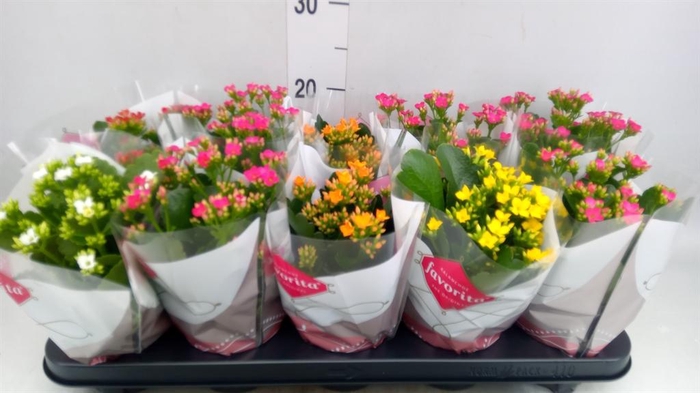 <h4>Kalanchoe blos.   ..mix 5</h4>