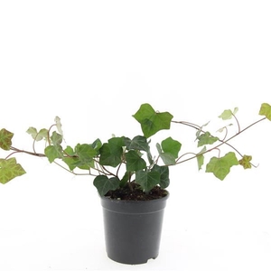 Hedera hibernica