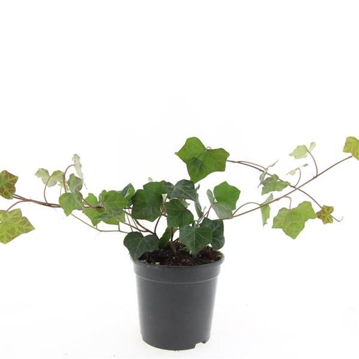 <h4>Hedera hibernica</h4>