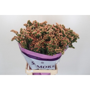 Limonium sinuatum Royal Orange