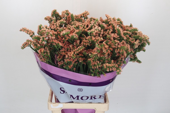 <h4>Limonium sinuatum Royal Orange</h4>