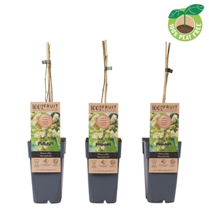 Morus alba Macrophylla