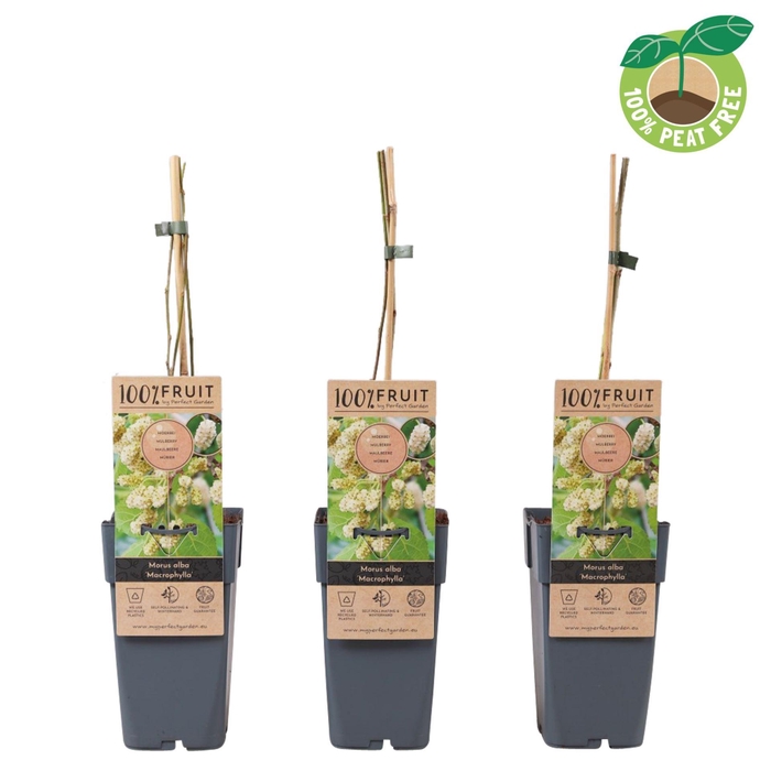 <h4>Morus alba Macrophylla</h4>