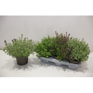 arr8 Thym Citriodorus Mixtray