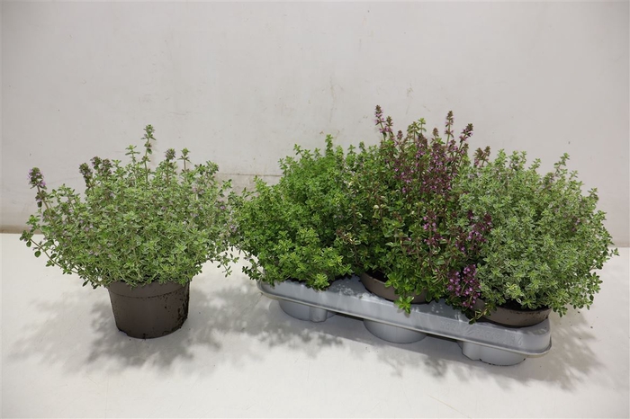 <h4>Thym Citriodorus Mixtray</h4>