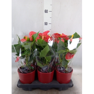Anthurium  'Diamond Red'
