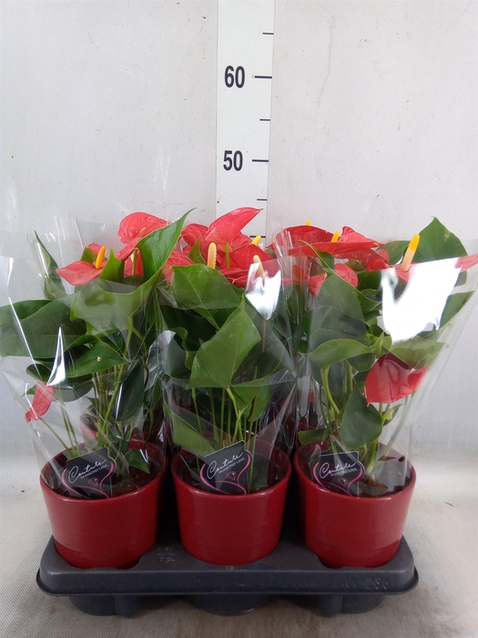 <h4>Anthurium  'Diamond Red'</h4>
