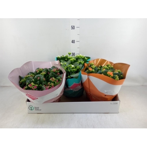 Kalanchoe blos.   ..mix 6