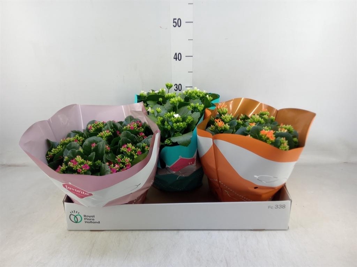 <h4>Kalanchoe blos.   ..mix 6</h4>