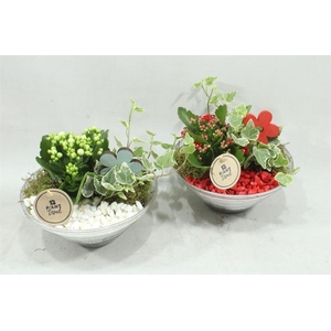 arr2 PT Glas 20cm rood/wit