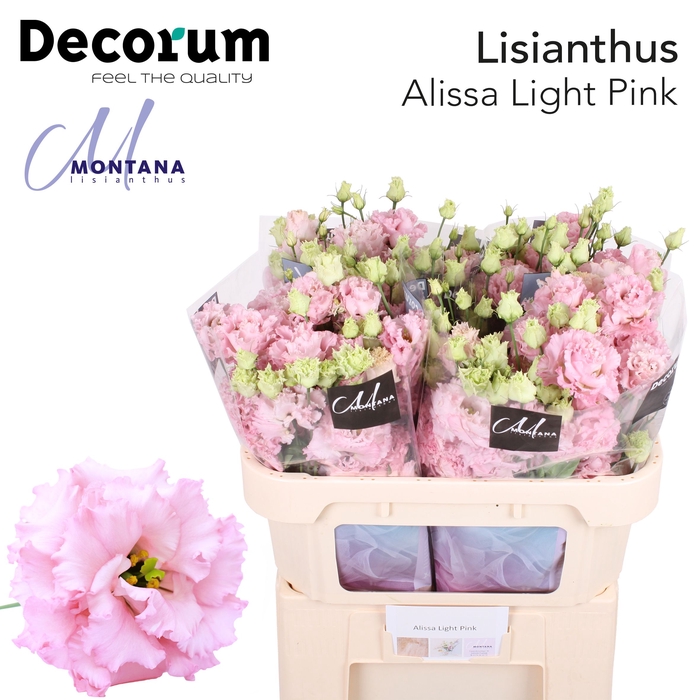 <h4>Lisianthus do alissa light pink</h4>