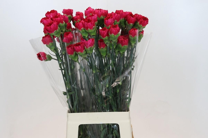 <h4>Dianthus St Zepellin</h4>