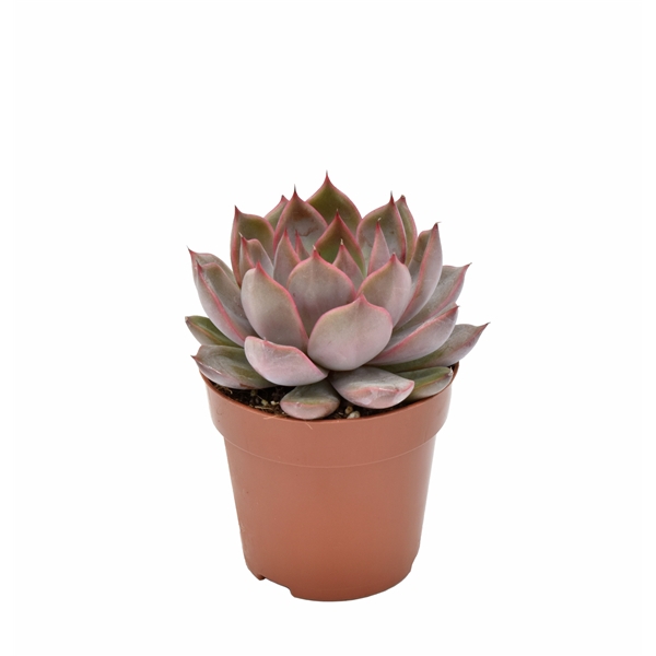 <h4>Echeveria Morango Rosetta</h4>