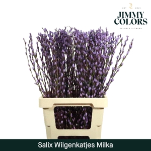 Salix Katjes L70 Milka