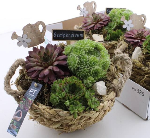 <h4>ARR SEMPERVIVUM</h4>
