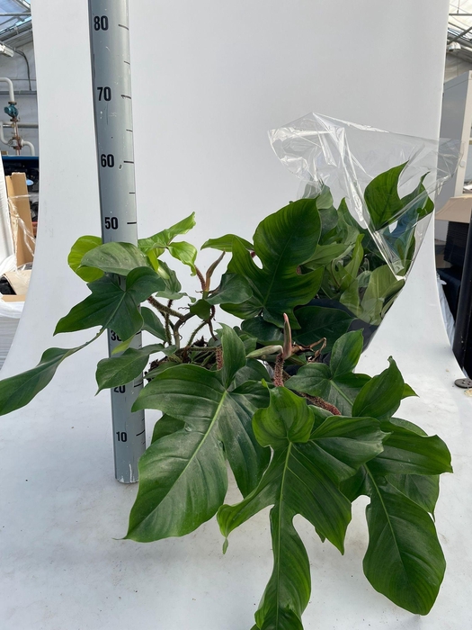 <h4>PHIL SQUAMIFERUM</h4>