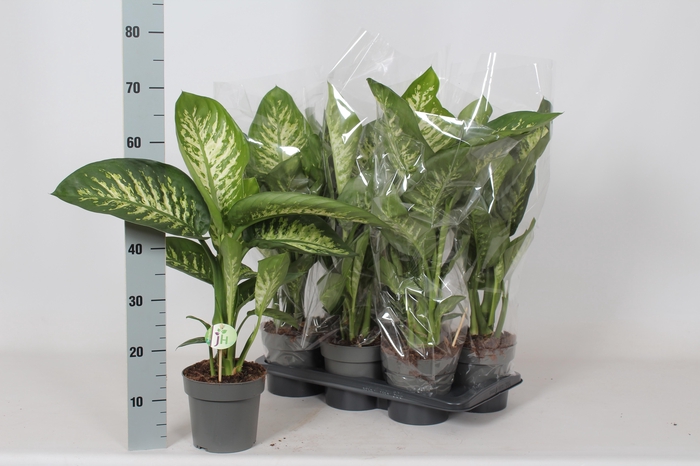 <h4>DIEFF SE REEVA</h4>